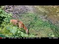 Pond Cam: BOG Blood Moon Trail Camera July 27-Aug. 9th, 2024