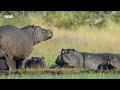 Motherhood in the Animal Kingdom | BBC Earth
