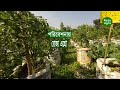 ১ হাজার ৫০০ বস্তায় মরিচ চাষ, Green Chilli Cultivation in sacks l Roza Agro