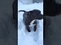 Old video of piper and Smaug playing in the snow 2018ish