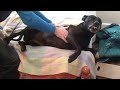 Muffler the Vicious Pitbull Doberman mix -  I don't want to get off the bed!!