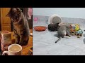The FUNNIEST Dogs and Cats Shorts Ever 🐈🐕 You Laugh You Lose 😜