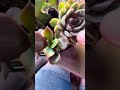 Learning how to propagate ECHEVERIA leaves on top of the soil