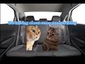 The car cat trip part 1
