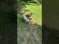 Highlight 0:50 - 5:47 from Alaskan Malamute Puppy Moose Walking 🐺🐶🐾❤️#alaskanmalamute #dog #puppy #l