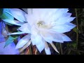 2018 Night Blooming Cereus (October Blooms Part II)