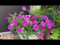 Backyard Container Tour || 1st week of July || What’s still looking great (and not so much!)