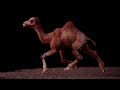 Camel Running (Blender Animation)