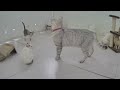 🙀 New Funny Cats and Dogs Videos 🐕😂 Best Funny Video Compilation ❤️😘
