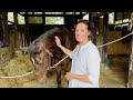 Horse Reiki