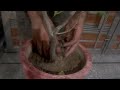 तेज गर्मी मैं भी हराभरा रहने  फ़ुलका पौधा #doblechandni #lowcareflowerplant #gardentips