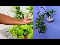 Money plant || मानि प्लान्थ / फैसानि बिफां मादि गायदों आरो मा जायो गायब्ला