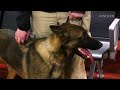 What TSA Airport Dogs Go Through In Explosives Training | Boot Camp