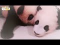 Twin baby pandas showing off their baby teeth while chit chatting :) | Baobao EP.12 Ruibao&Huibao