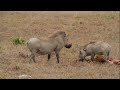 Warthog versus jackal over an impala carcass