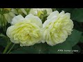 Никитский ботанический сад(3-часть).Ирисы и розы.HD