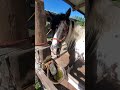 Paris being a sweet bean for 2 minutes straight. ❤️🤍💙🐴