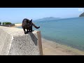 Too cute! A healing Japanese cat island rich in nature where friendly stray cats live.