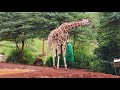 Little Giraffe is Bored With Limits