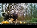 Our Husky eating pumpkin in the garden box