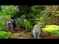Beautiful Birds - 4 Hours Of Bird Watching Bliss For Cats - Videos For Cats - Squirrels For Cats