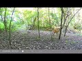 CITWC Nature Park Trail Cam Video #110 07-2024  Fox Great Blue Heron Fawns Deer Raccoon