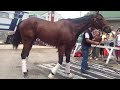 American Pharoad (USA) - Triple Crow Winner !!!