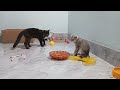 New Funny Animals 2024 😜 Funniest Dogs and Cats 😻🐶