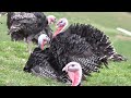 How American Farmers Deal With Nearly 400 Million Wild Birds - Farming Documentary