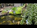 Koi Pond lifestyle - update Aug ‘23 - backyard tour