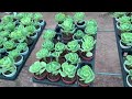 Cactus & Succulents  wholesale nursery at reasonable price.