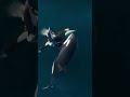 Orca: K*ll*r of Whales #smif #orca #smifandlaly #ocean #whale