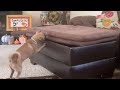 Cat and dog playing peek a boo / funny dog and cat video
