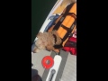 Ladi the Paddle boarding dog