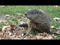 Groundhog - Wild woodchuck in a pile of leaves - whistle pig #wildlife #wildanimals