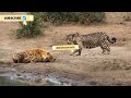 Ditakuti Sekaligus Di Mushuhi || Hyena Vs Singa || Manakah Yang Lebih Hebat‼️