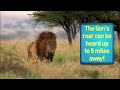 African Lion 🦁 | Amazing Animals