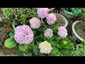 Wings of hydrangeas in the sand | Planting hydrangea flowers