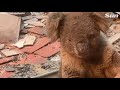 Car full of koalas rescued from Australia bushfires