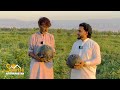 Watermelon Garden | Nangarhar Afghanistan | ننګرهار کې د هندواڼو فالیزونه