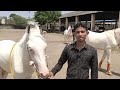 nukra horse market in Maharashtra Aurangabad | white horses | nukri nukre ghode ghodiya available
