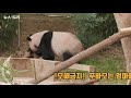 장꾸 푸바오와 단호해진 아이바오…'이것이 참교육' (Baby Panda 'FuBao')