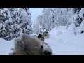 Husky riding in Finland