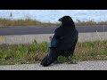 Common Raven croaking