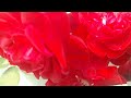 Rose flower  video dipali northich