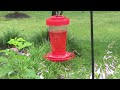 Sunday Morning Acrobatics - Ruby-Throated Hummingbird