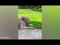 The Funniest Golden Retriever, You'll LAUGH more than you should!
