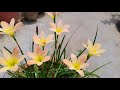 रेन लिली पर ज्यादा फूल पाने का SECRET TIPS || 5 tricks to induce  enormous flowering on rain lilies