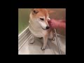 Funny Video Compilation of Dogs and Cats