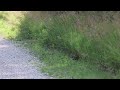 A pair of Northern Bobwhite